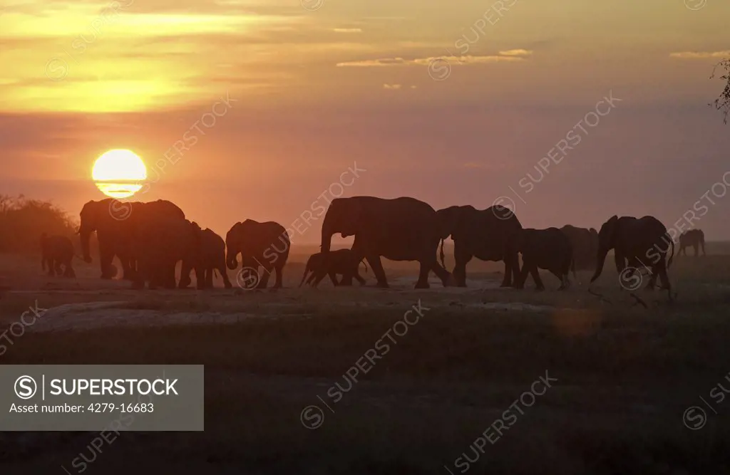 African elephants - sundown, Loxodonta africana