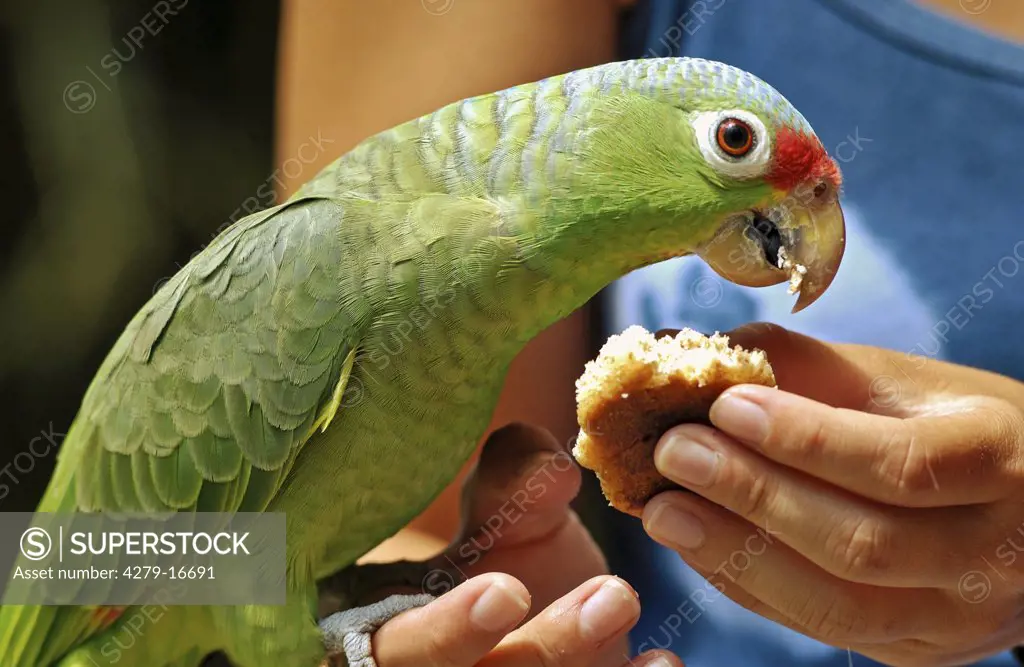 red-lorred parrot - getting food, Amazona autumnalis