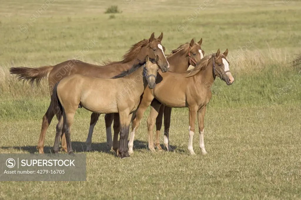 Oldenburg - stallions standing on meadow