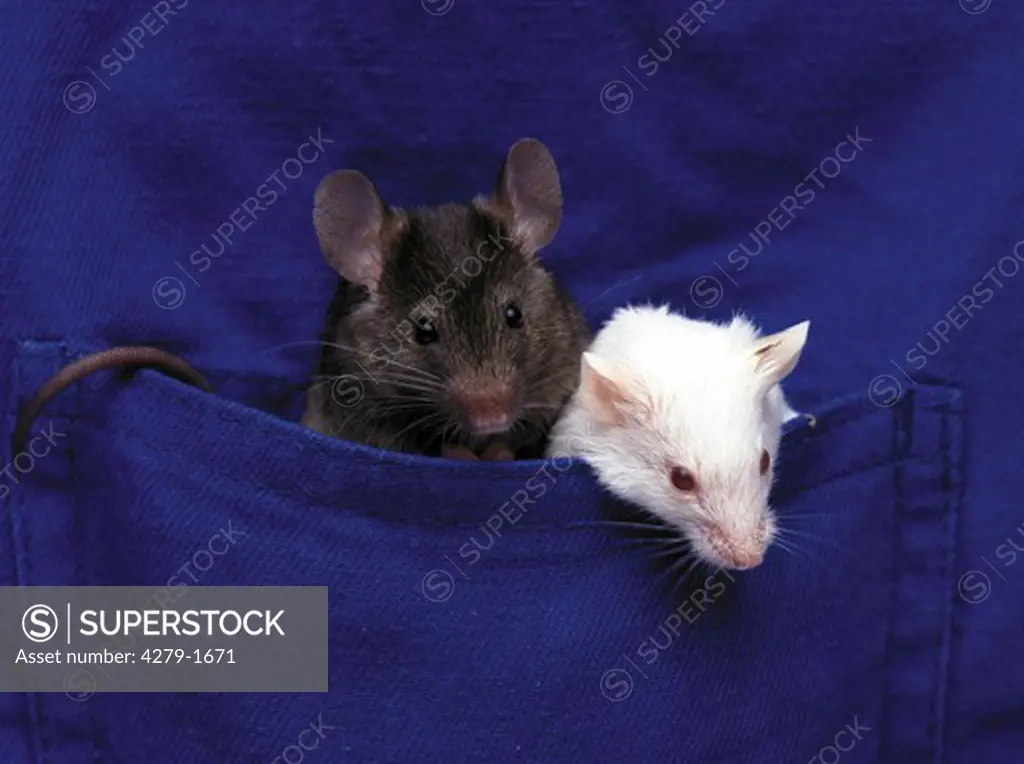 two mice in a jacket