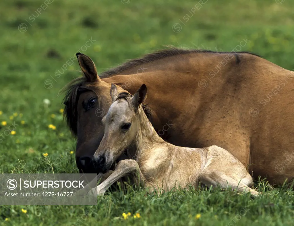 Duelmener wild horse with foal