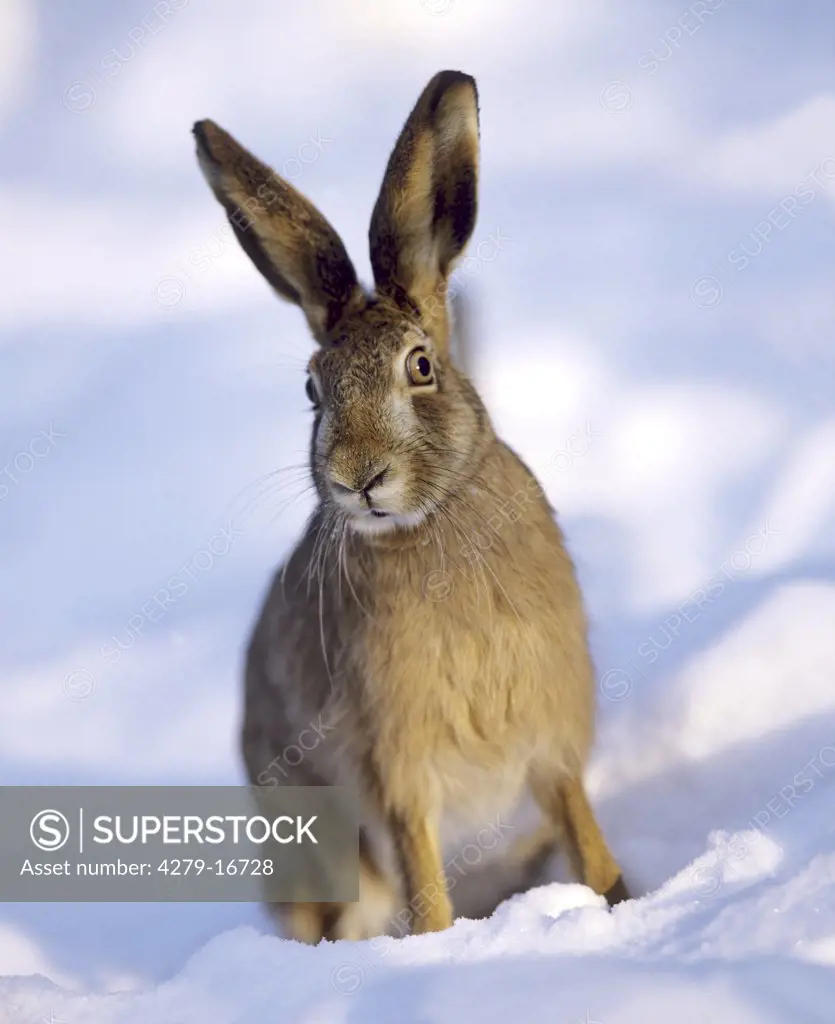 European hare - sitting in snow, Lepus europaeus