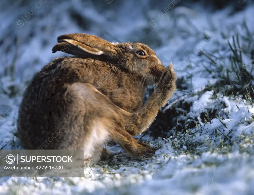 European hare - preening itself, Lepus europaeus
