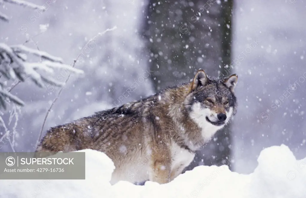 wolf in snow, Canis lupus