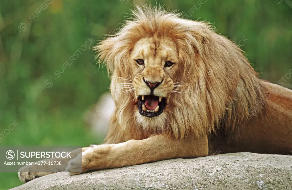 lion - lying on rock, Panthera leo