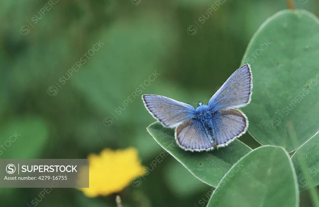common blue butterfly, Polyommatus icarus