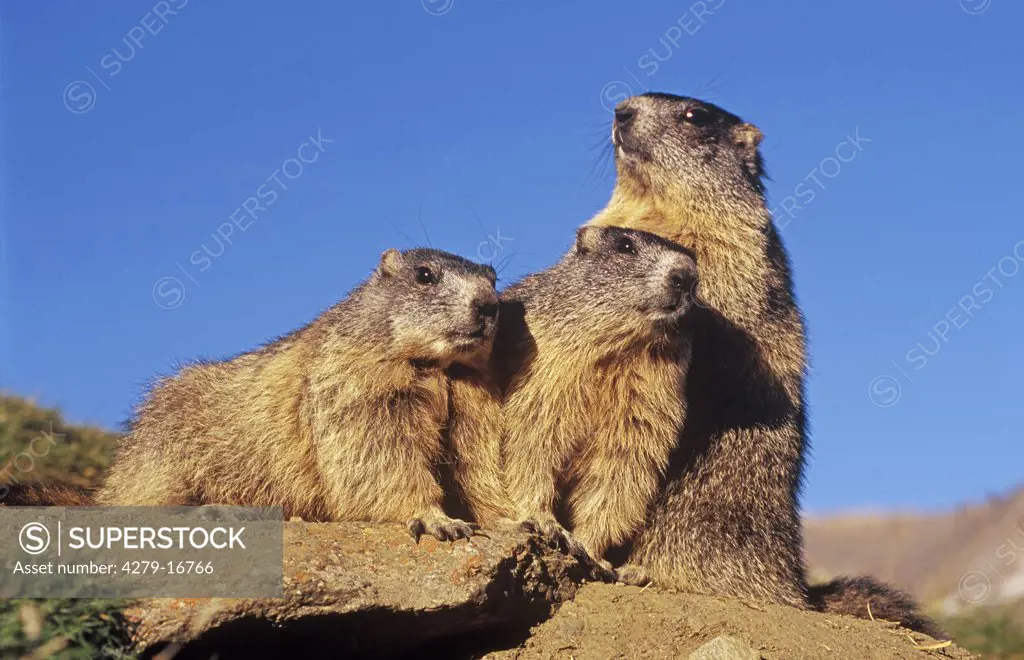 three alpine marmots, Marmota marmota