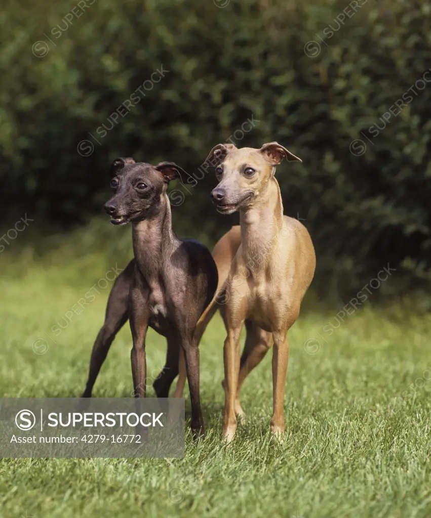 two Italian greyhounds - on meadow