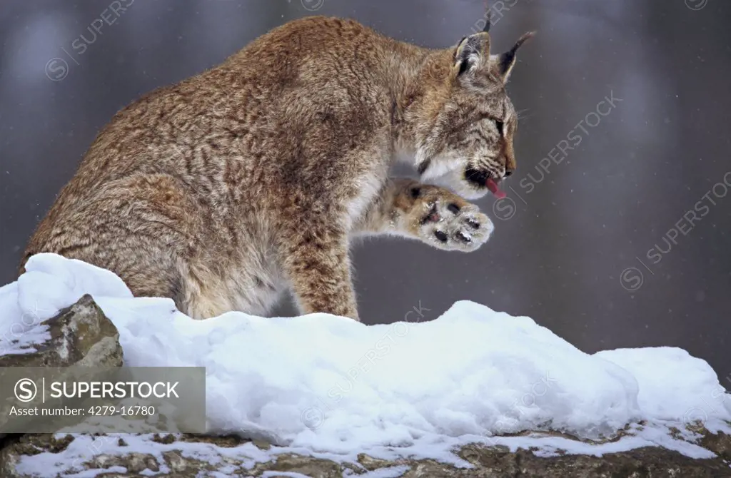 lynx - in winter, Lynx lynx
