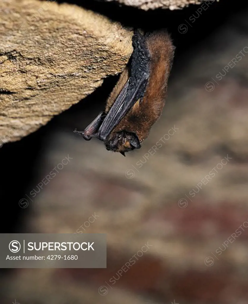 pippistrellus pippistrellus, pygmy bat