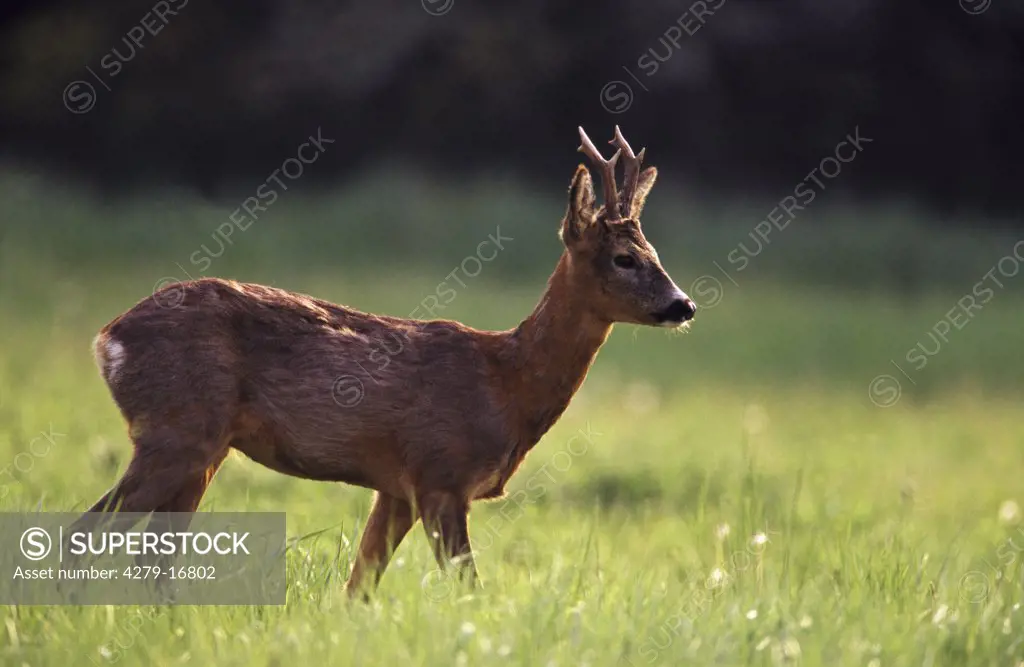 roe buck - standing on meadow, Capreolus capreolus