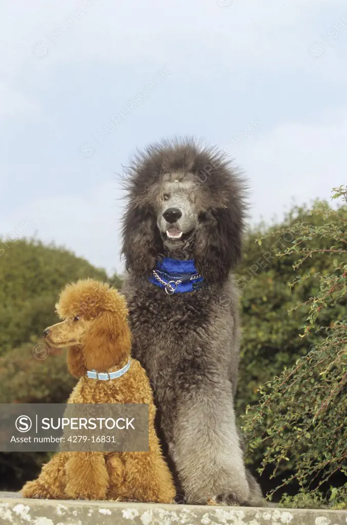 miniature poodle and standard poodle