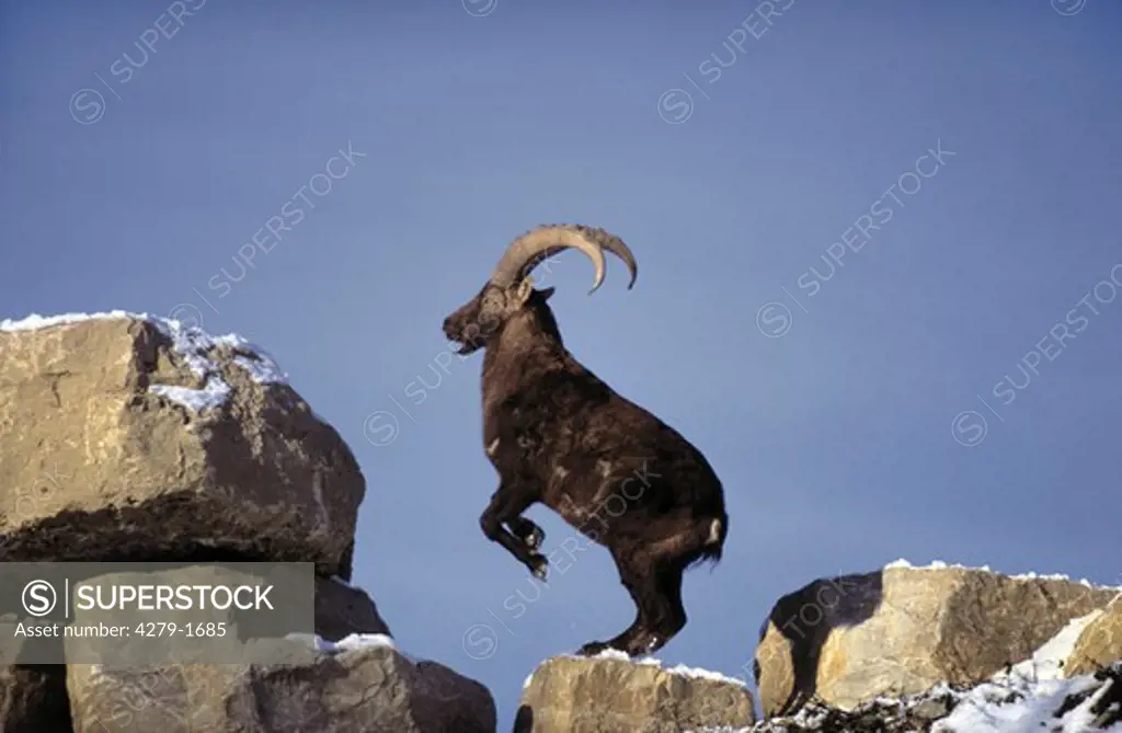 capra ibex, alpinbe ibex