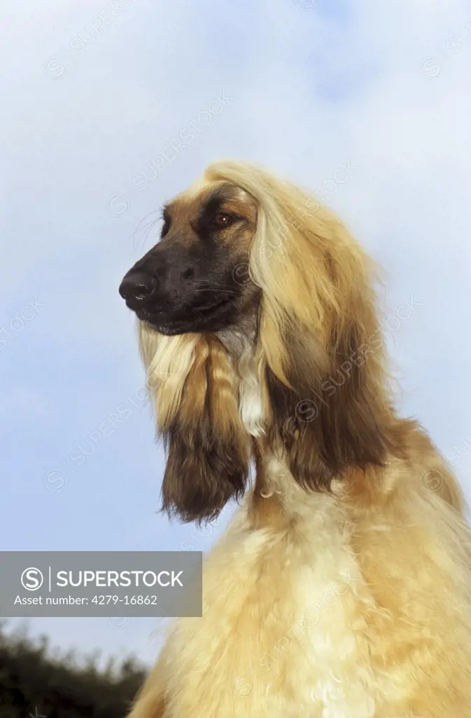 Afghan hound - portrait