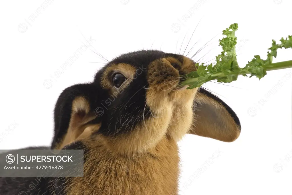 dwarf rabbit - munching