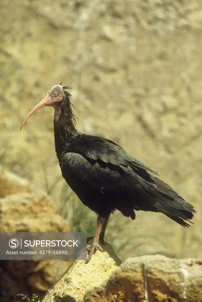 bald ibis - standing lateral, Geronticus eremita