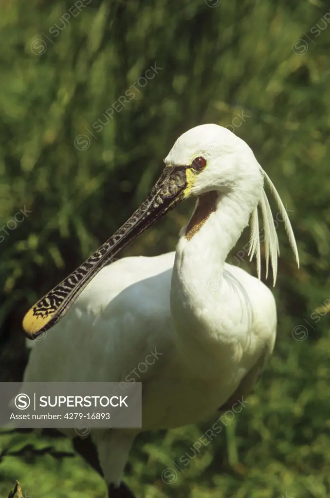 white spoonbill - portrait, Platalea leucorodia