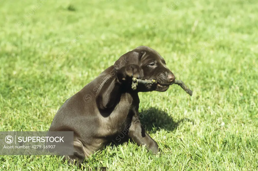 German Shorthaired Pointer - puppy with stick
