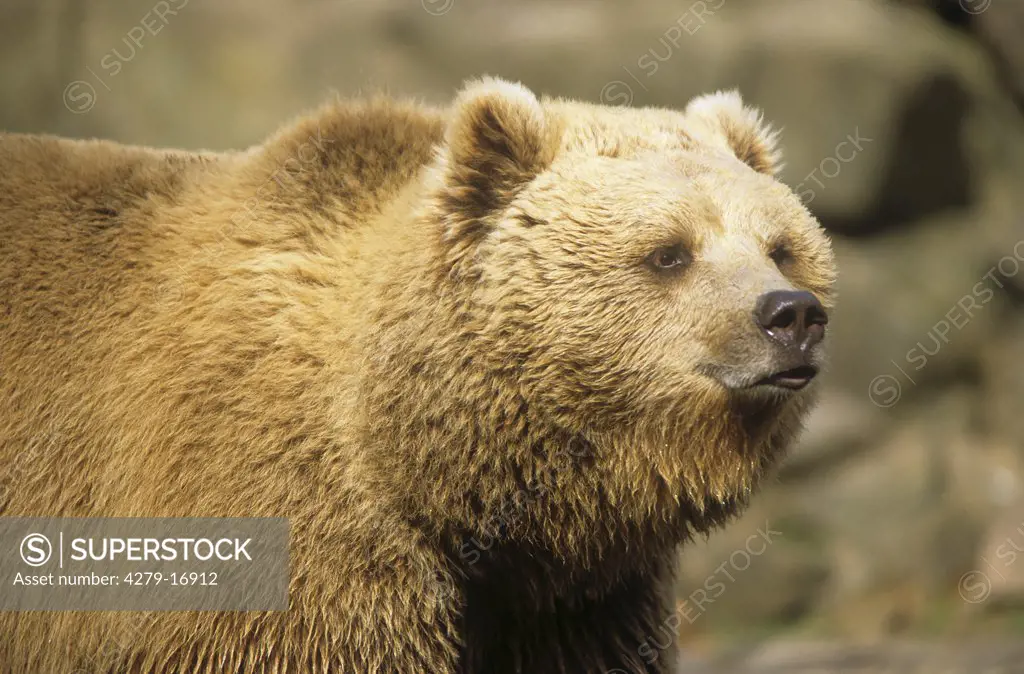 brown bear - portrait, Ursus arctos