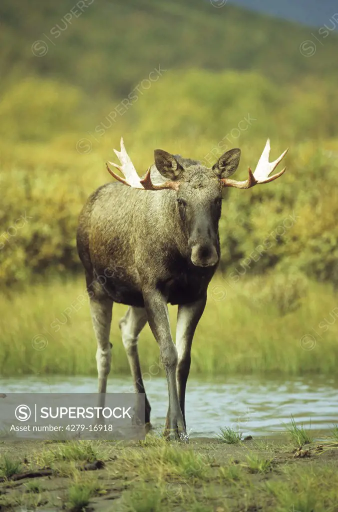 elk - in water, Alces alces