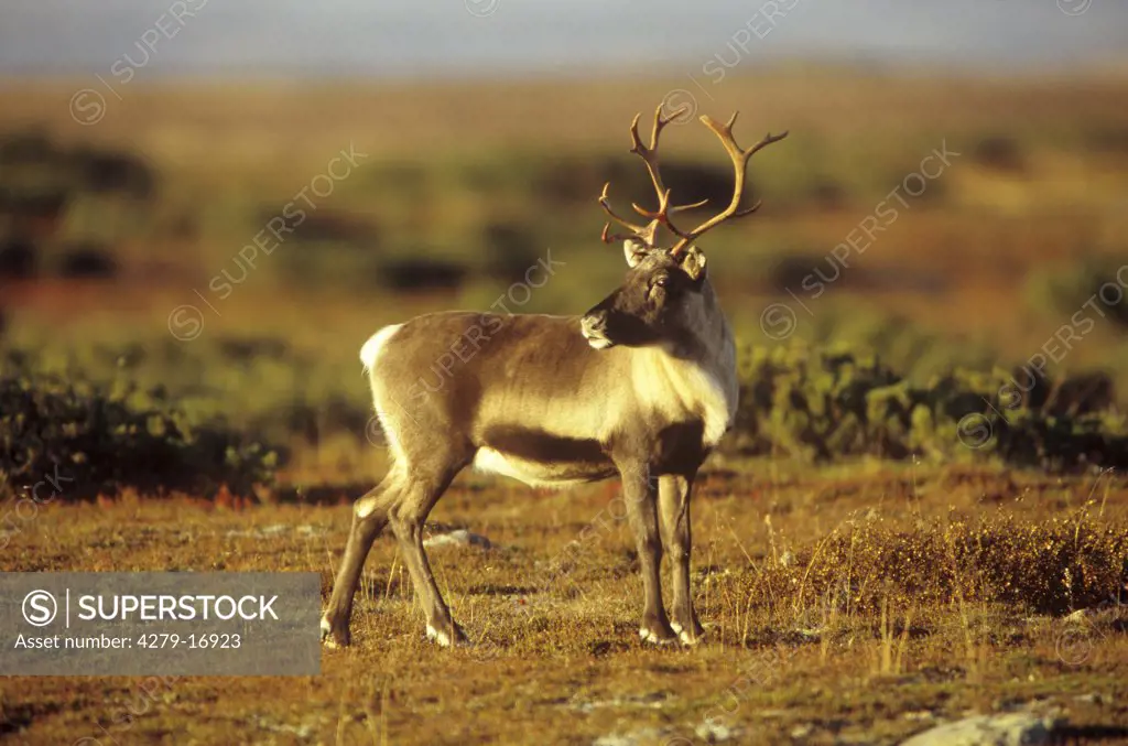 Reindeer - standing lateral, Rangifer tarandus