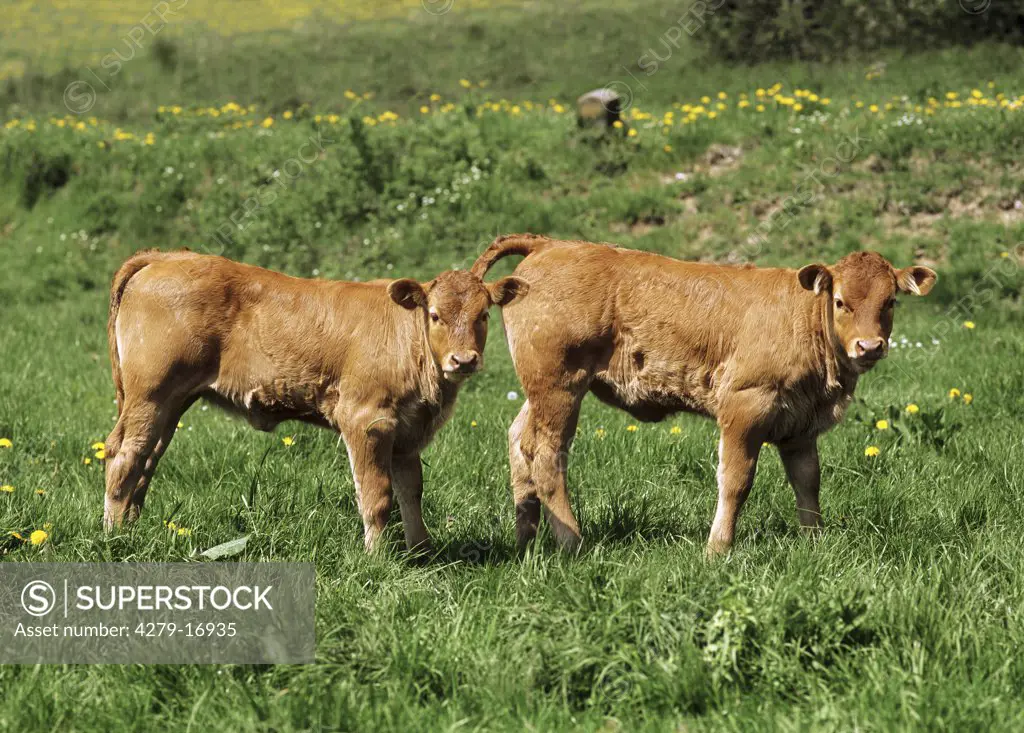 Limousin cattle - two calfes on meadow