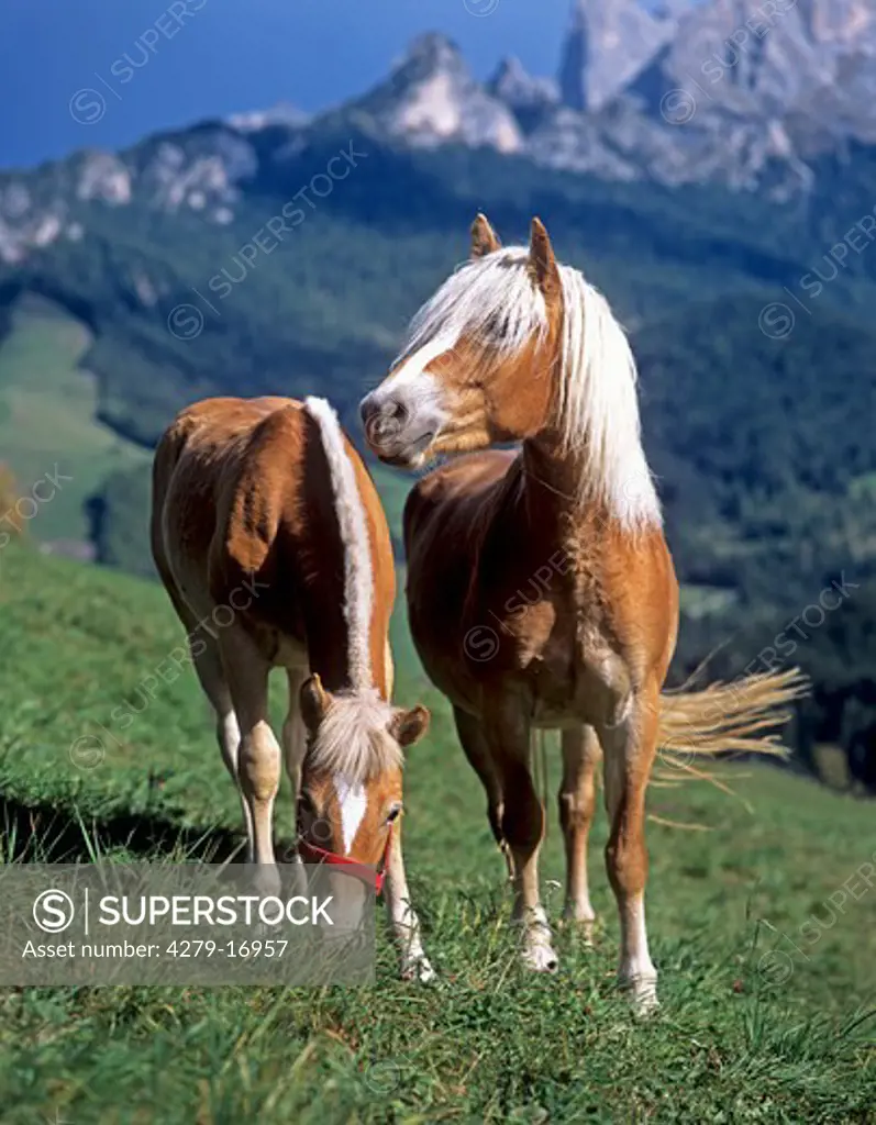 two Haflinger on meadow
