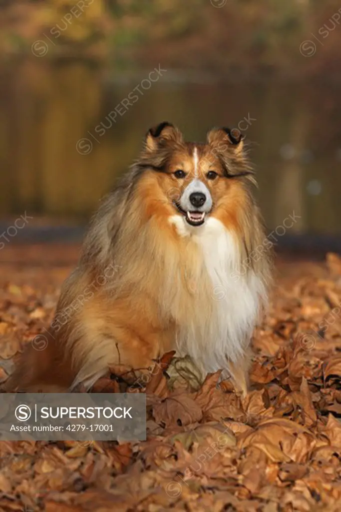 Sheltie - sitting in autumn foliage
