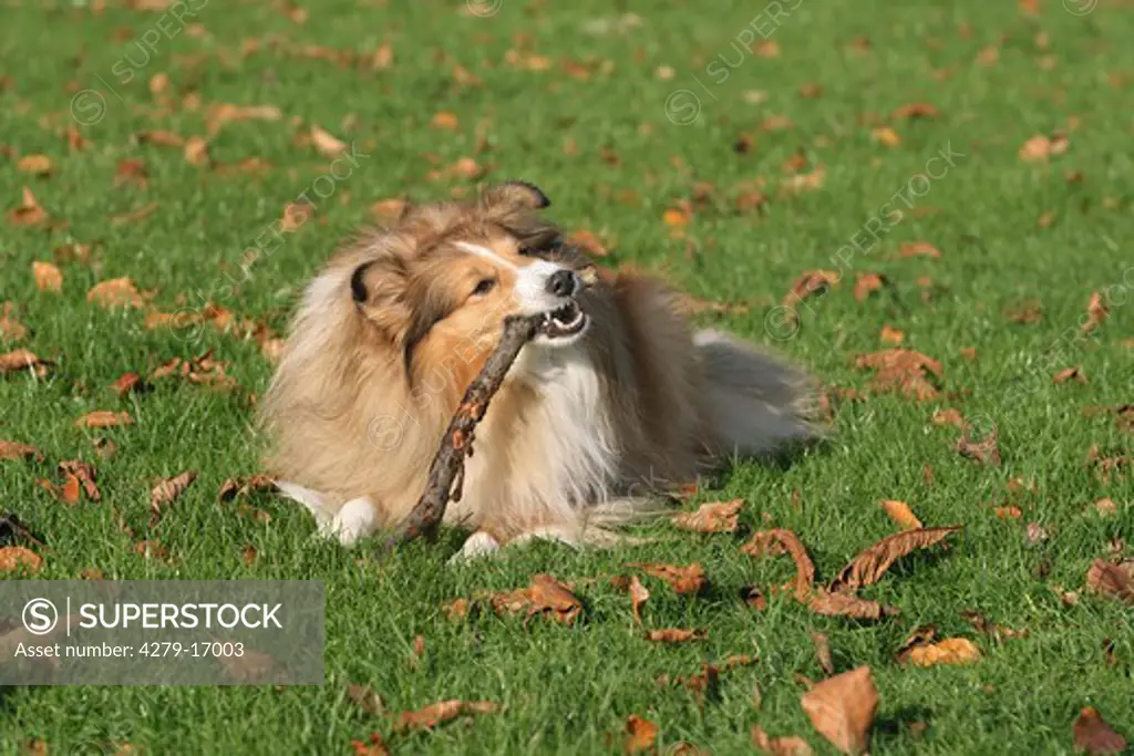 Sheltie lying on meadow - playing with stick