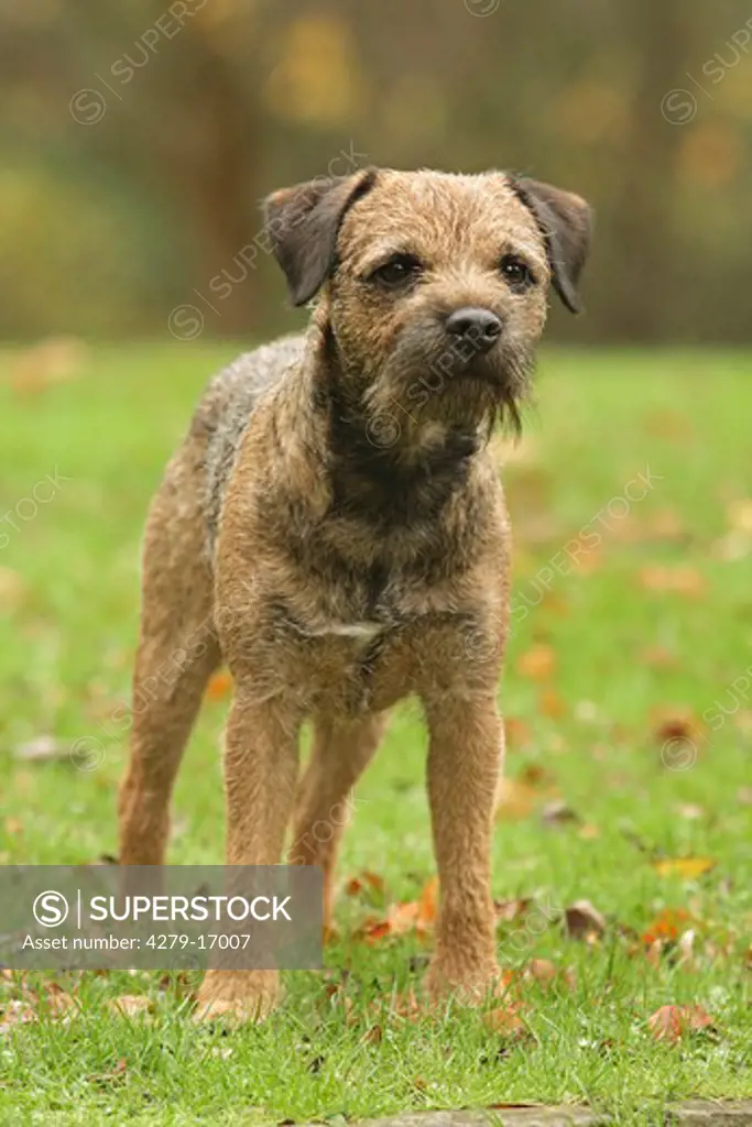 Border Terrier - standing on meadow