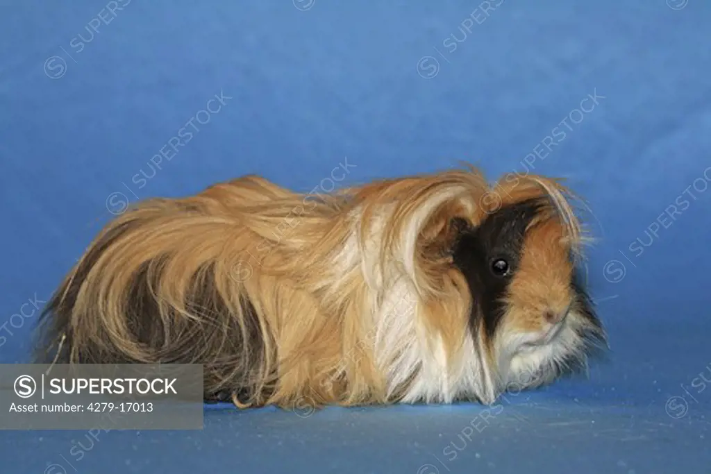 guinea pig - cut out