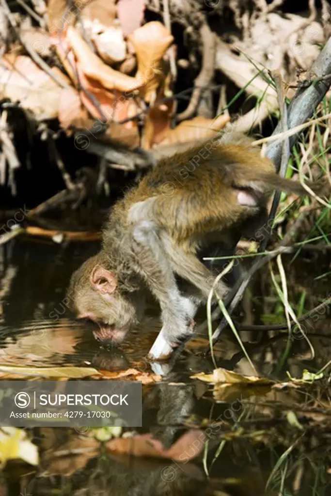 rhesus monkey - drinking, Macaca mulatta