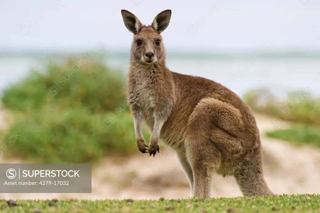 Eastern grey kangaroo - standing lateral, Macropus giganteus