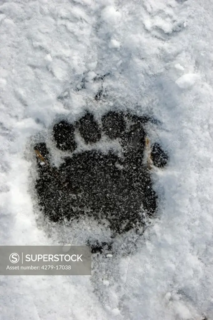 track of a polar bear in snow, Ursus maritimus