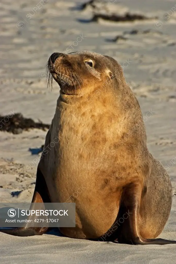 Australian sea lion - at the beach, Neophoca cinerea