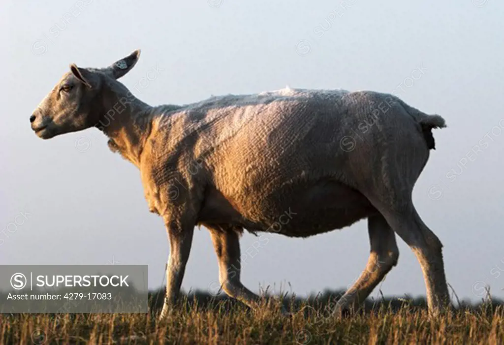 shaven sheep - walking on meadow
