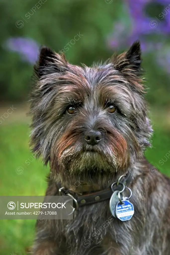 Cairn Terrier - portrait
