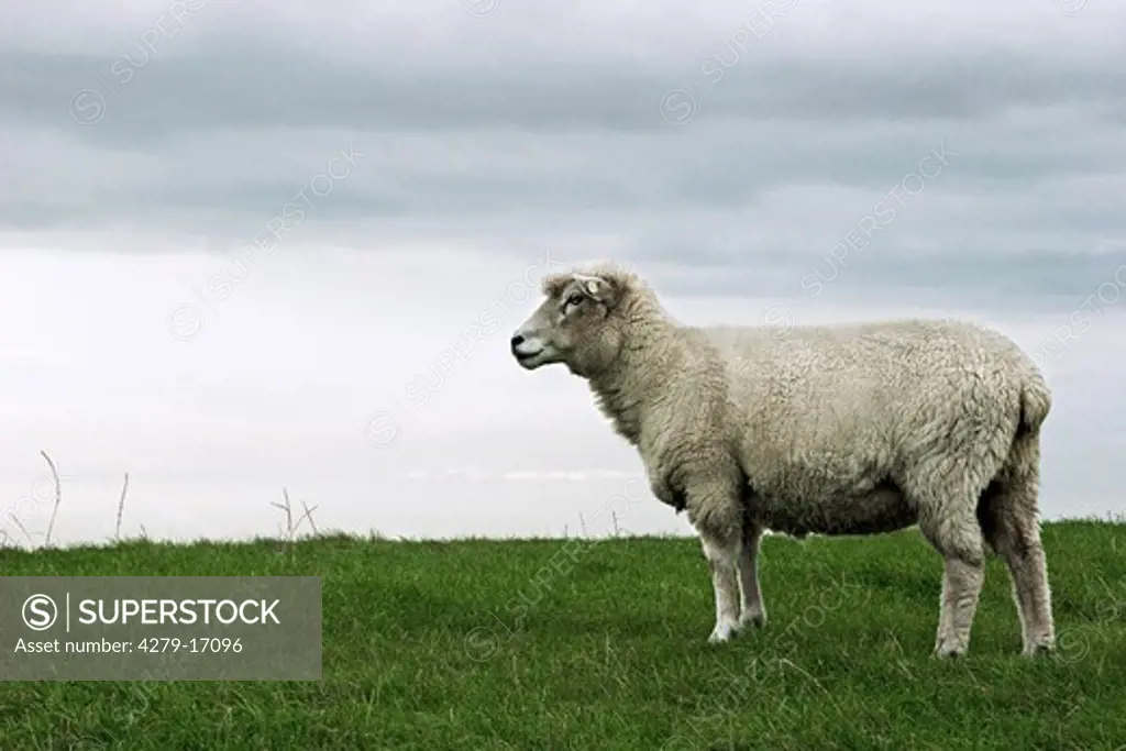 sheep - standing on dike