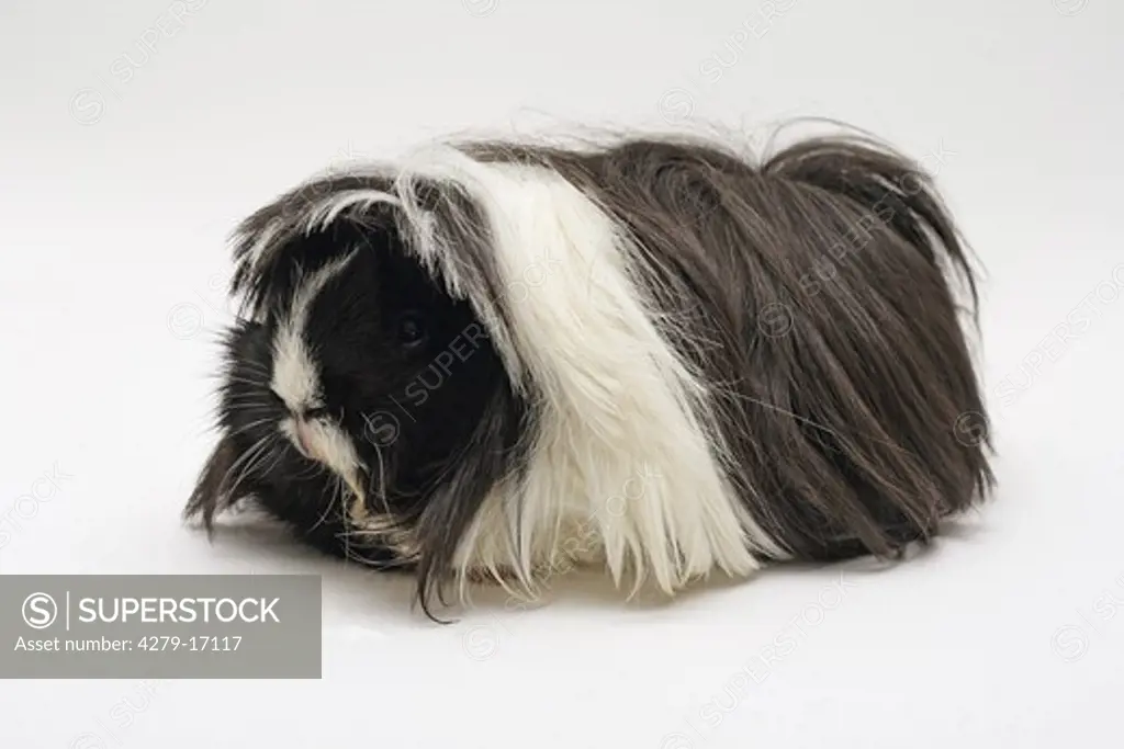 Peruvian guinea pig (3 years) - cut out