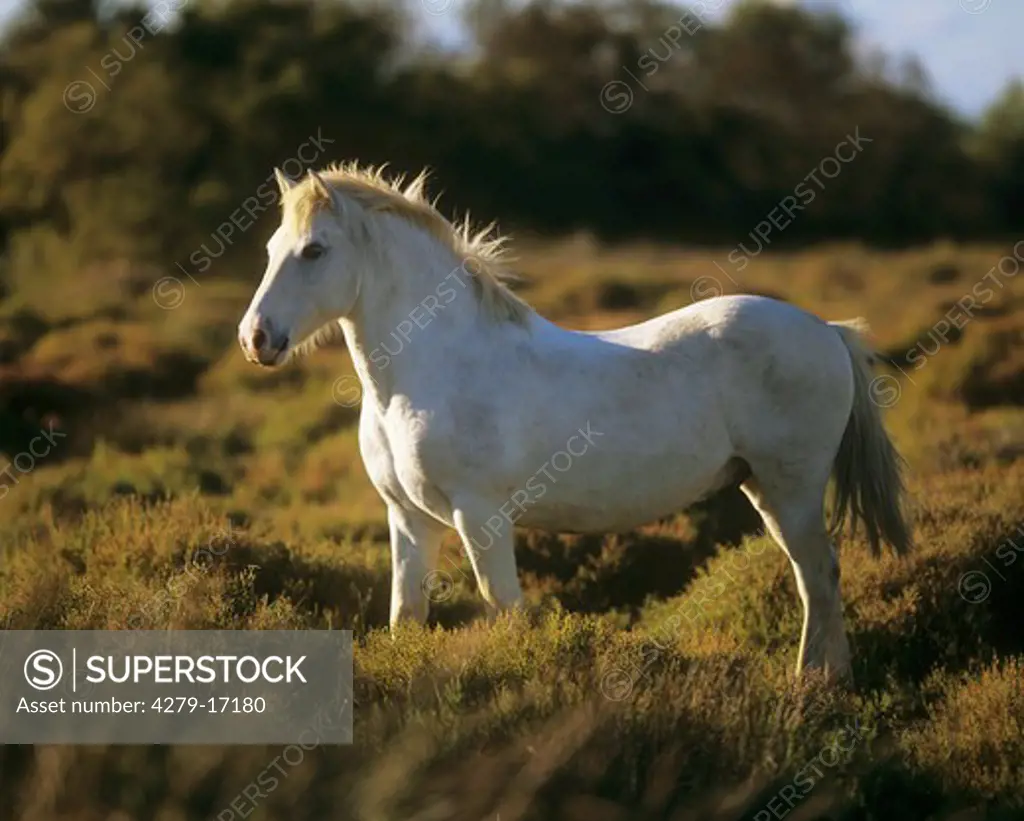 Camargue horse - on meadow