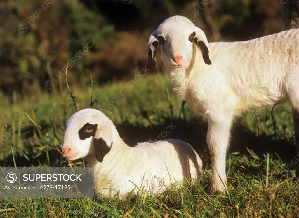 Spectacled sheep - two lambs on meadow