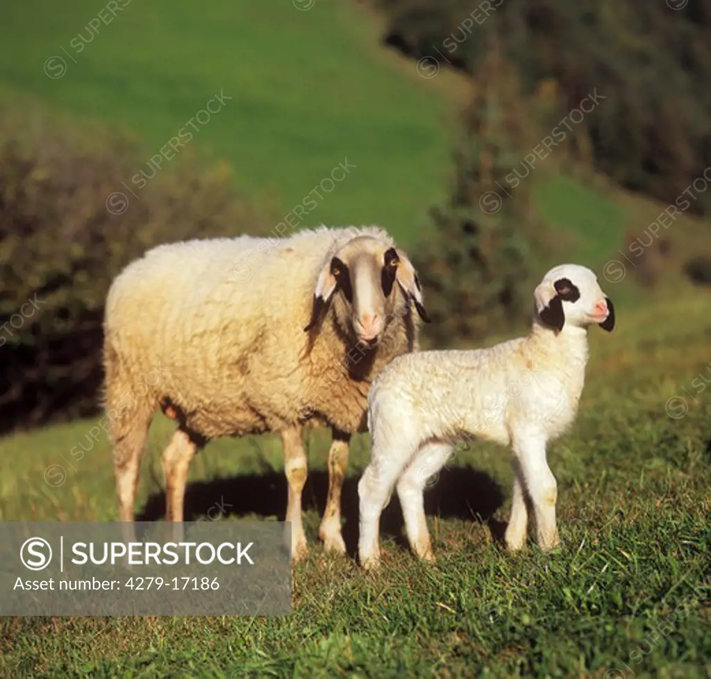 Spectacled sheep with lamb