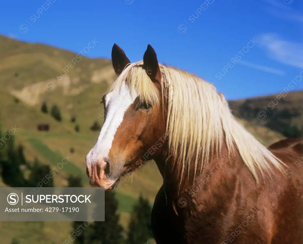 Italian draught horse - portrait