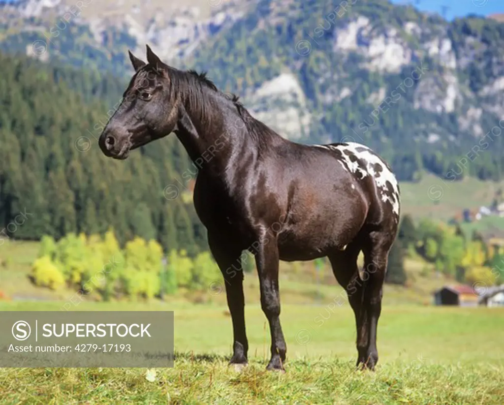 Appaloosa - standing lateral