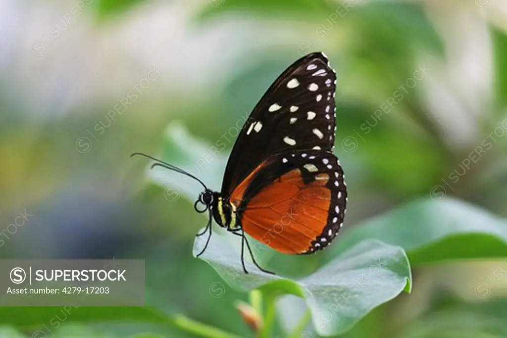 tiger longwing, Heliconius hecale