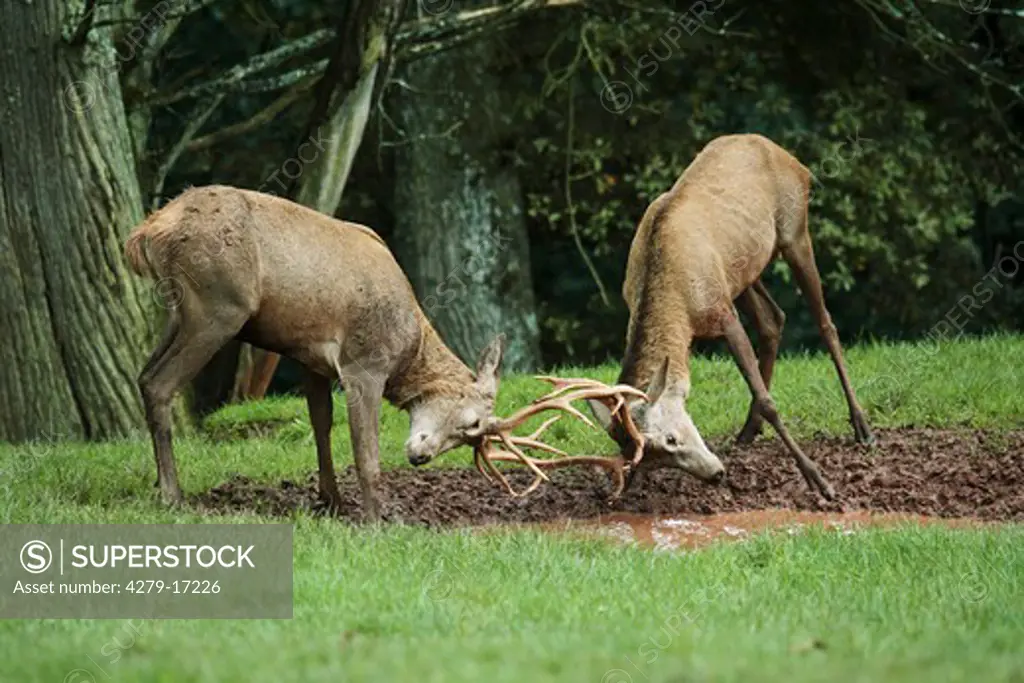 red deer, Cervus elaphus