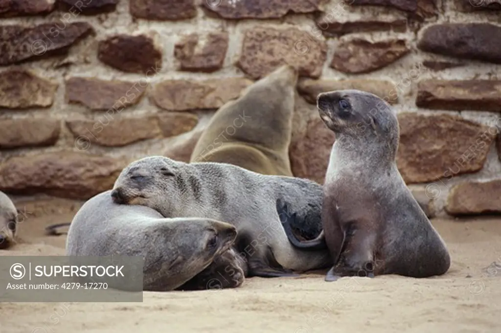 young South African fur seals - at the beach, Arctocephalus pusillus