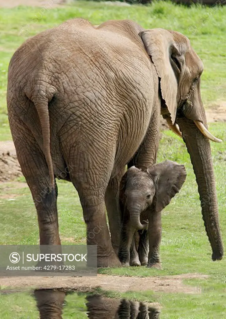 African elephant with cub, Loxodonta africana