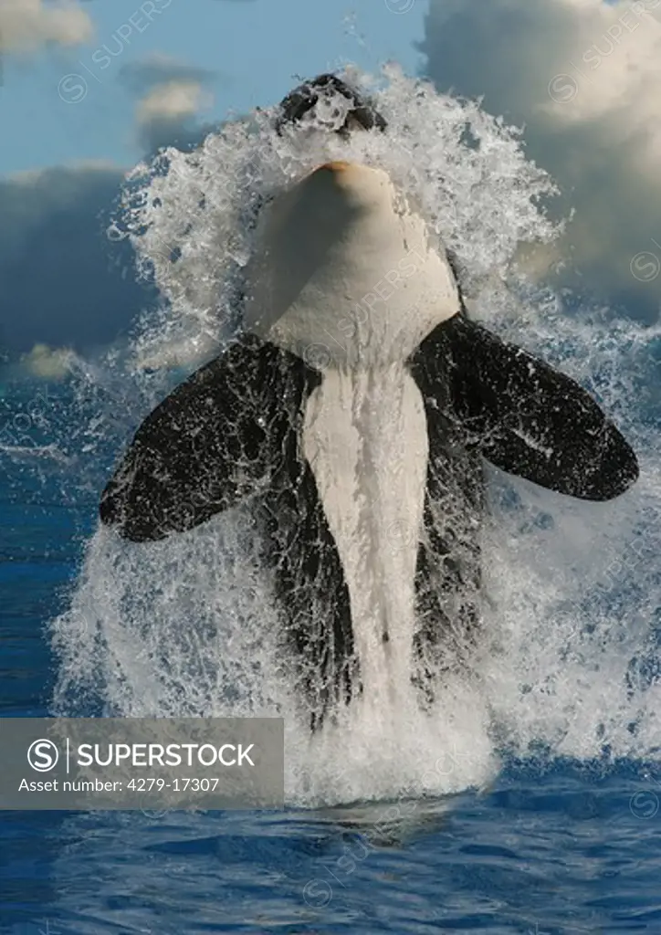orca, Orcinus orca