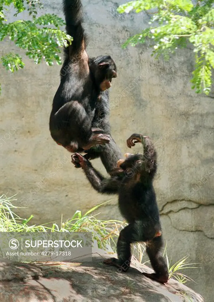 two chimpanzees - playing, Pan troglodytes